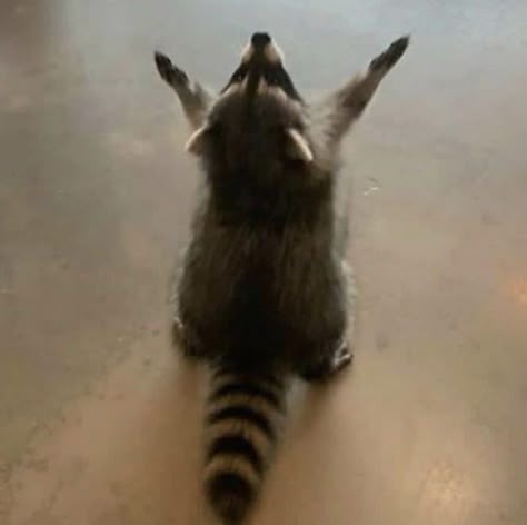 Drama Raccoon