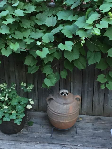 Mimi Raccoon Caché