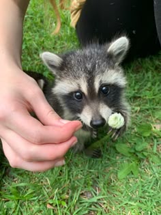 Raccoon Fleuriste