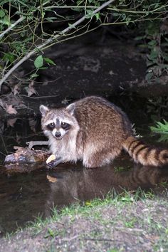 Raccoon Sauvage
