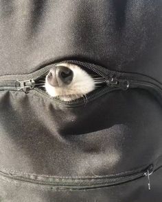 Raccoon Espion