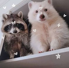 Cute Raccoon