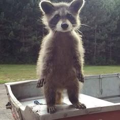 Raccoon Innocent