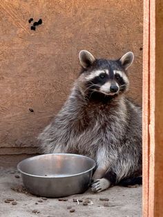 Raccoon Sans Le Sou