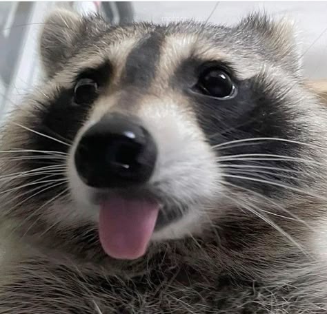 Raccoon Bingus