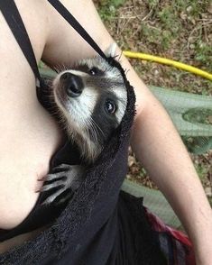 Raccoon Bien Placé