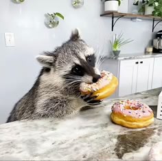 Maxi Dunkin Raccoon 