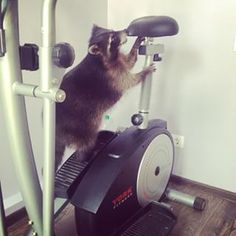 Raccoon Sportif