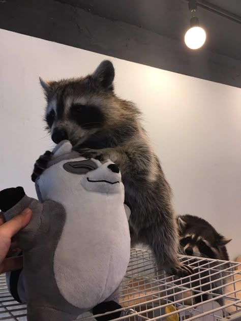 Raccoon Expert