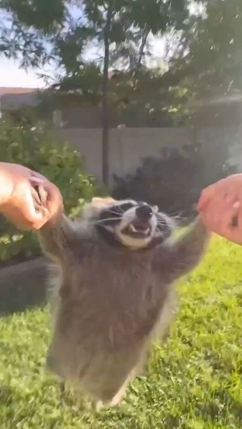 Raccoon Volant