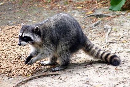 Raccoon Kangourou