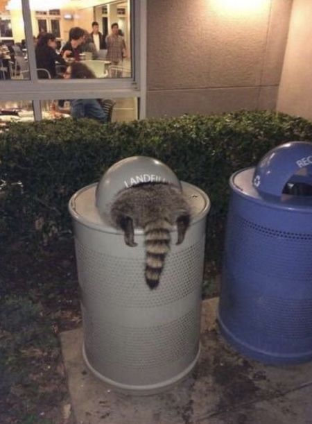 Raccoon Insatiable