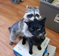 Raccoon Aime Moi